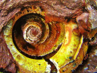 Golden-Coloured Mould Of Gastropod Fossil Found At Mempelam Bay