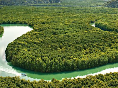 Lush Mangrove Trees