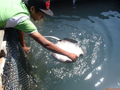 Watch Stingray In Action