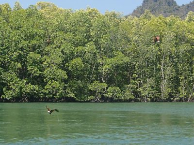 Watch Eagles Preying For Their Meals